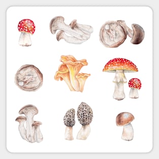 Many mushrooms Magnet